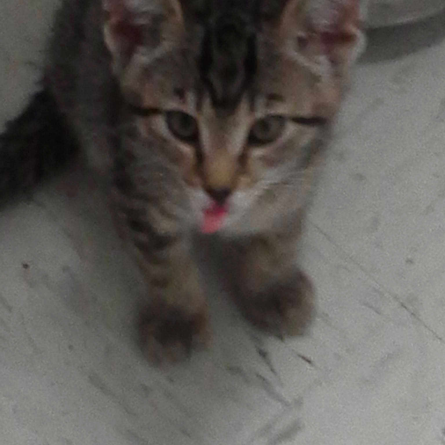 Cougar is registered to the contest to win money with this photo: