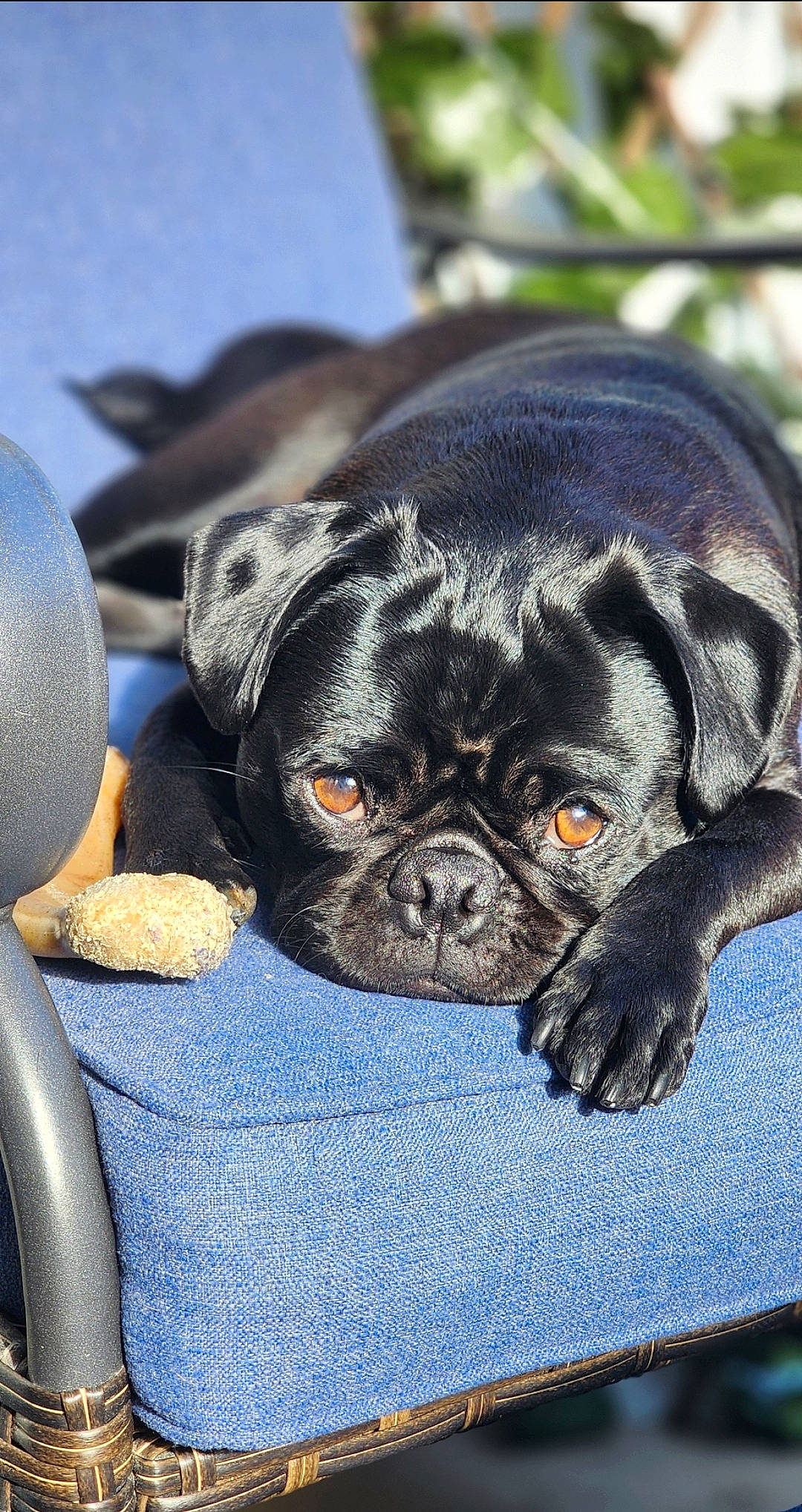 Damien joined the competition — help win amazing prizes! automotive_tire, canidae, carnivore, close_up, companion_dog, dog, dog_breed, fawn, non_sporting_group, pug, puppy, snout, sporting_group, terrestrial_animal, toy_dog, whiskers, working_animal, wrinkle
