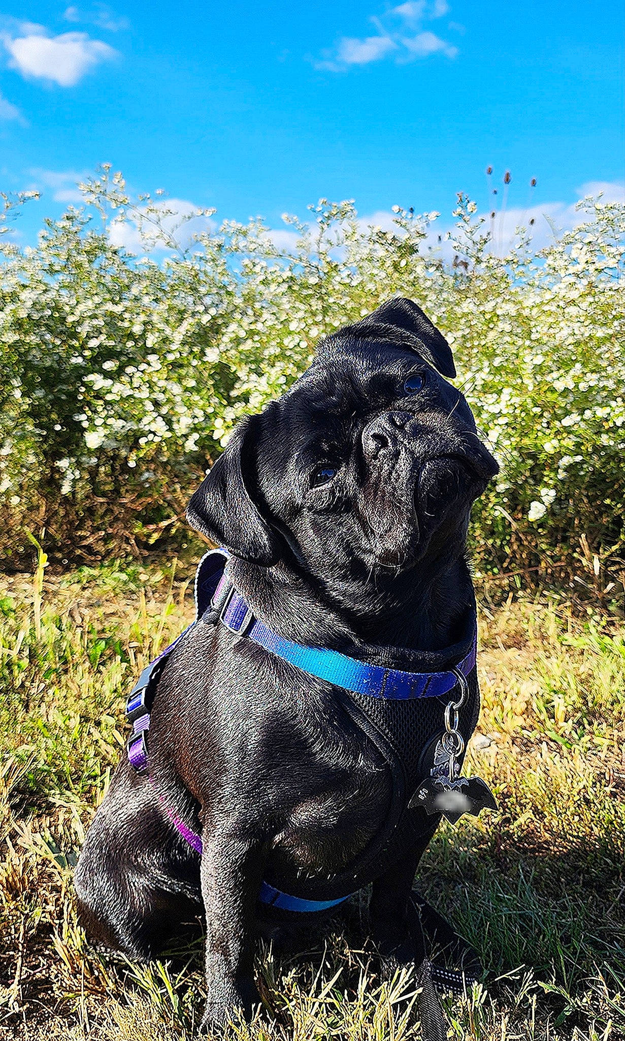 Damien is registered to the contest to win money with this photo: canidae, carnivore, cloud, collar, companion_dog, dog, dog_breed, dog_collar, electric_blue, fawn, grass, liver, pet_supply, plant, pug, sky, snout, sporting_group, terrestrial_animal, working_animal