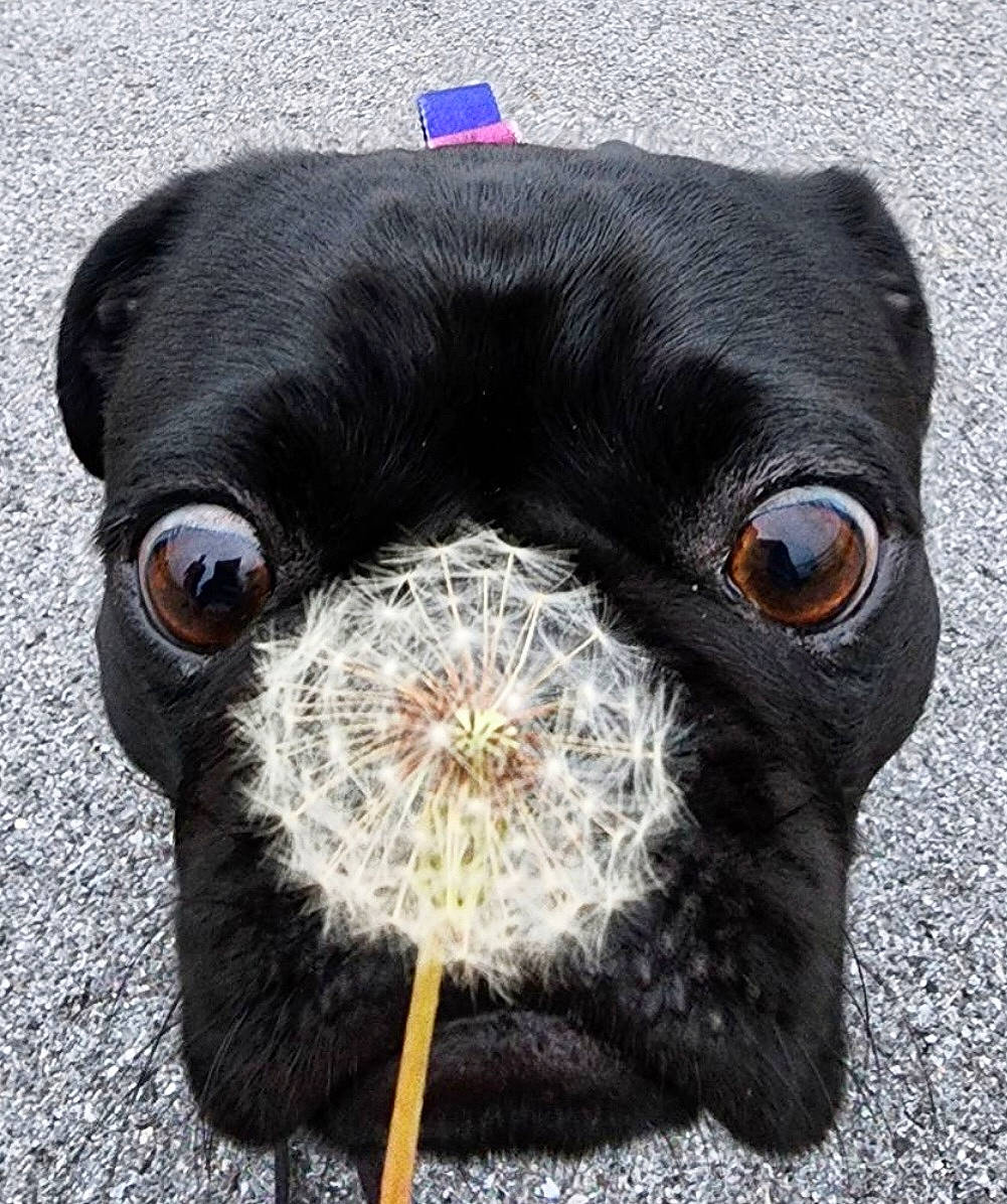 Damien joined the competition — help win amazing prizes! bird_of_prey, canidae, cap, carnivore, collar, companion_dog, dog, dog_breed, dog_collar, eyewear, fur, grey, hat, liver, snout, sporting_group, terrestrial_animal, toy_dog, whiskers, working_animal