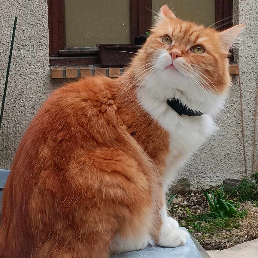 Winny a rejoint le concours — aidez-le/la à gagner de superbes lots ! animal, cat, collar, curious, domestic_animal, feline, fluffy, fur, greenery, looking_up, nature, orange_cat, outdoor, pet, plant, portrait, sitting, wall, white_cat, window
