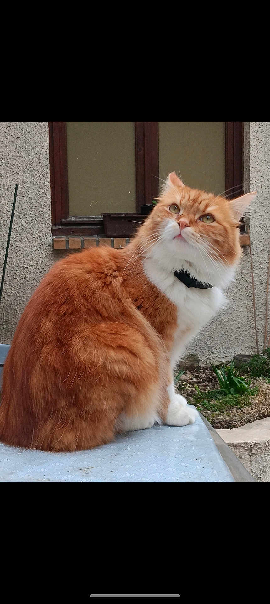Winny a rejoint le concours — aidez-le/la à gagner de superbes lots ! cat, orange_cat, white_cat, fluffy, collar, pet, animal, outdoor, window, wall, plant, greenery, curious, sitting, fur, portrait, domestic_animal, feline, looking_up, nature