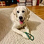 dog, golden_retriever, puppy, toy, rug, indoor, pet, animal, playing, happy, tongue_out, white_fur, cozy, carpet, home, wooden_floor, background_blur, paw, closeup, cute