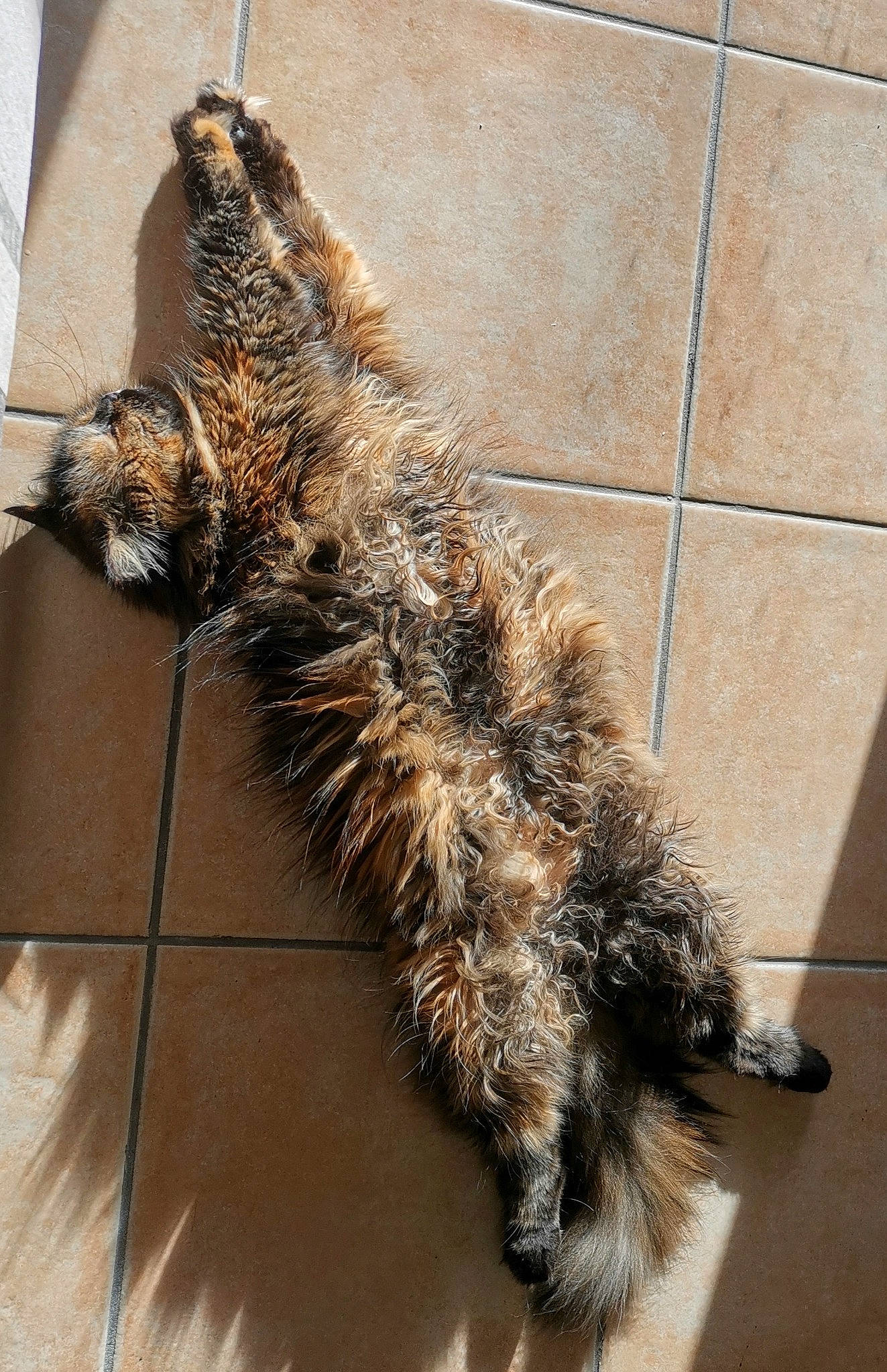 Maya participe au concours pour gagner de l'argent avec cette photo : canidae, carnivore, cat, claw, domestic_short_haired_cat, felidae, flooring, fur, paw, road_surface, shadow, small_to_medium_sized_cats, snout, sporting_group, tail, terrestrial_animal, tile_flooring, whiskers, window, wood