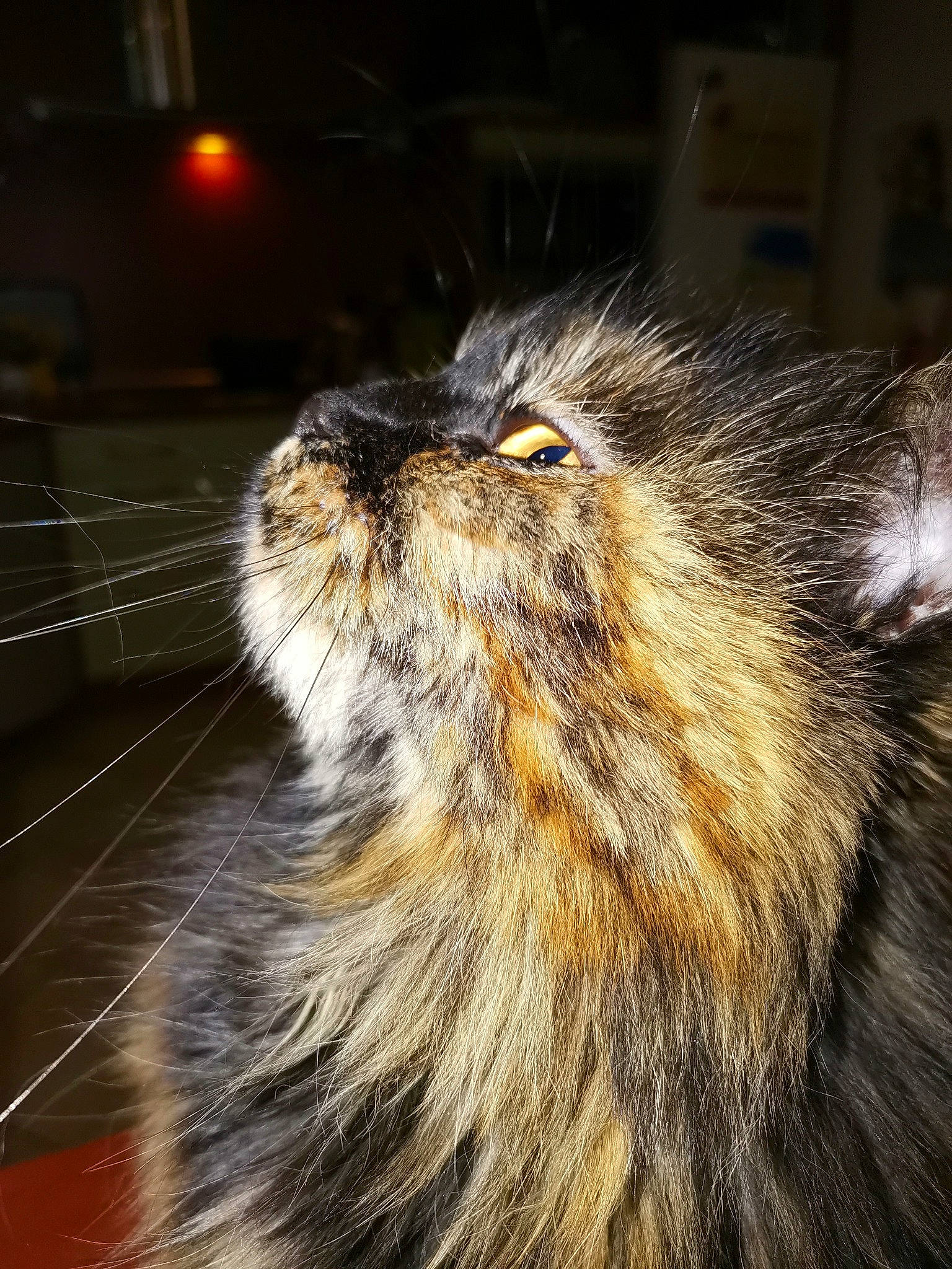 Maya a rejoint le concours — aidez-le/la à gagner de superbes lots ! carnivore, cat, event, felidae, fur, metal, midnight, night, small_to_medium_sized_cats, snout, terrestrial_animal, whiskers