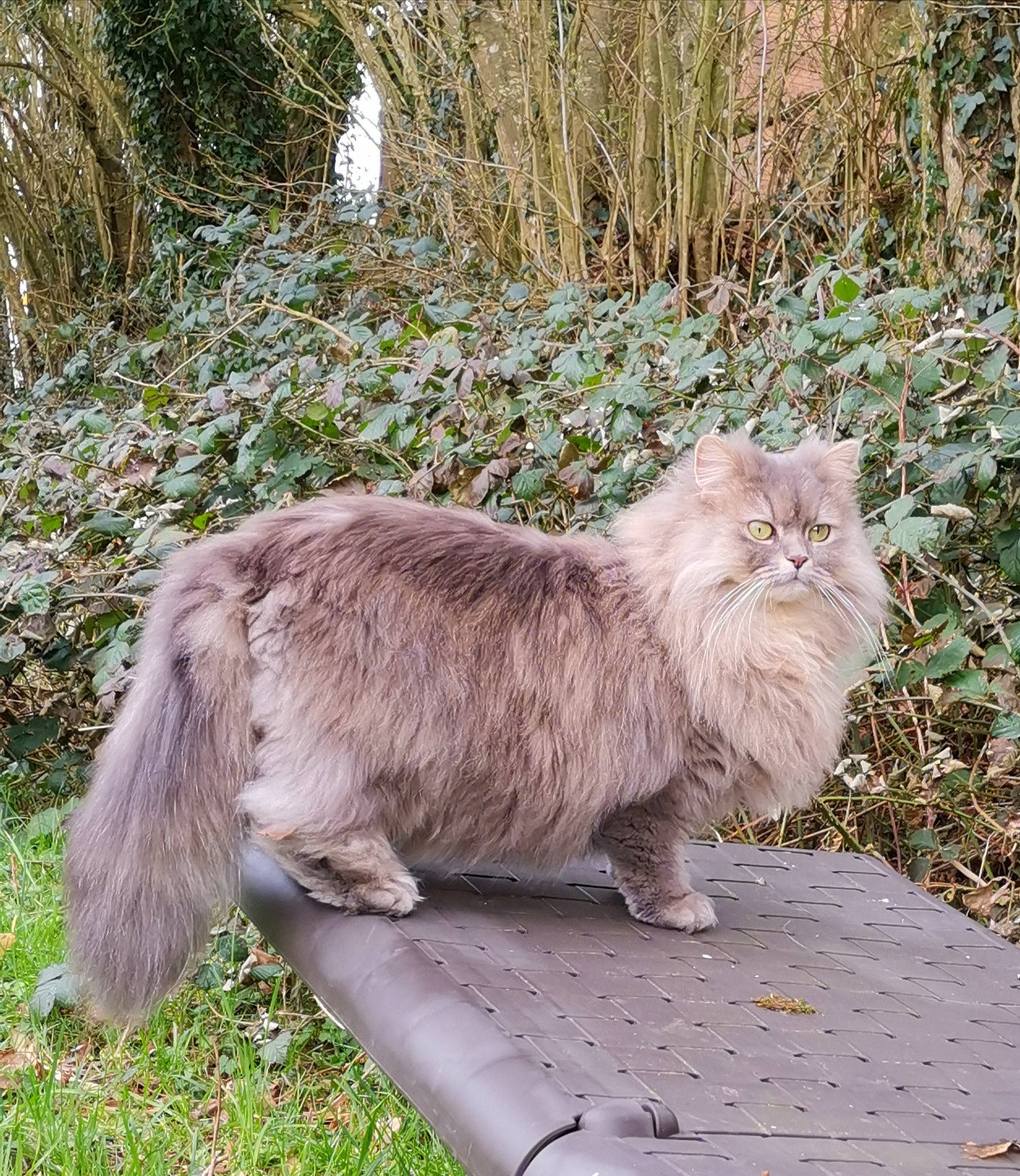 Princesse a rejoint le concours — aidez-le/la à gagner de superbes lots ! british_longhair, carnivore, cat, claw, fawn, felidae, fur, grass, groundcover, persian, plant, sitting, small_to_medium_sized_cats, snout, tail, terrestrial_animal, whiskers, wildlife