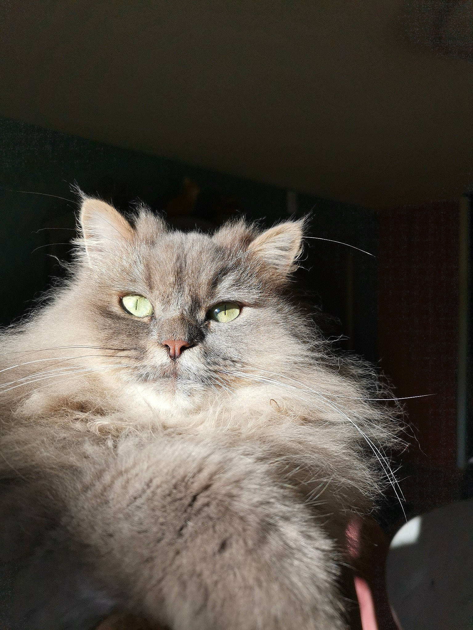 Princesse participe au concours pour gagner de l'argent avec cette photo : british_longhair, carnivore, cat, claw, fawn, felidae, fur, paw, small_to_medium_sized_cats, snout, tail, terrestrial_animal, whiskers