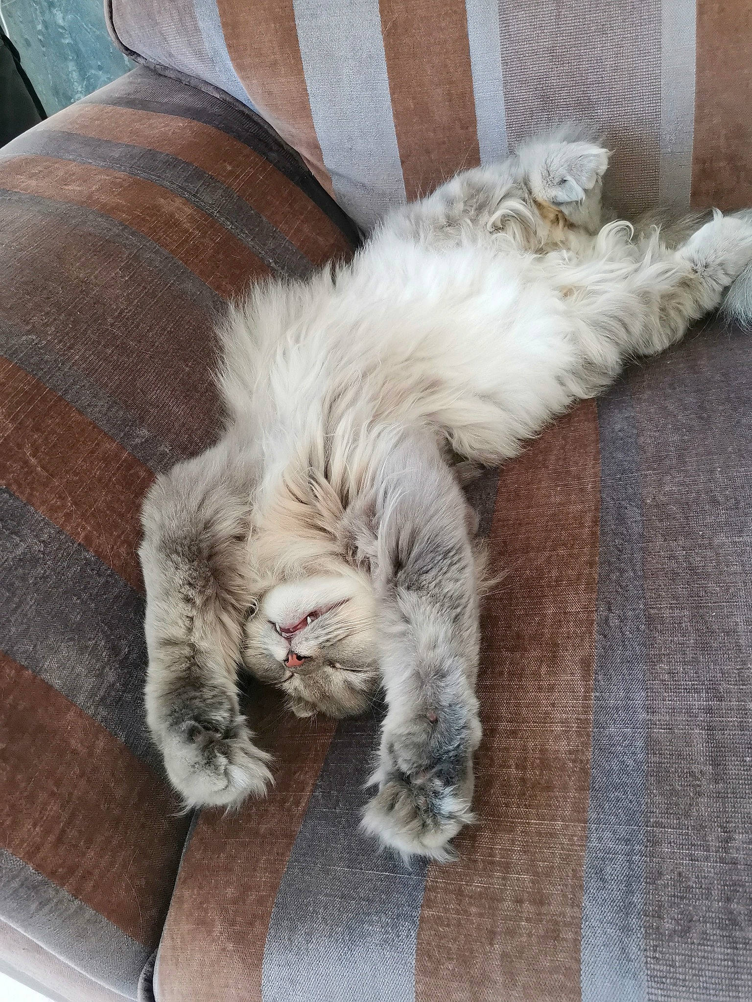 Princesse a rejoint le concours — aidez-le/la à gagner de superbes lots ! british_longhair, carnivore, cat, claw, comfort, companion_dog, dog_breed, fawn, felidae, foot, fur, grey, hardwood, paw, small_to_medium_sized_cats, snout, sporting_group, tail, textile, whiskers