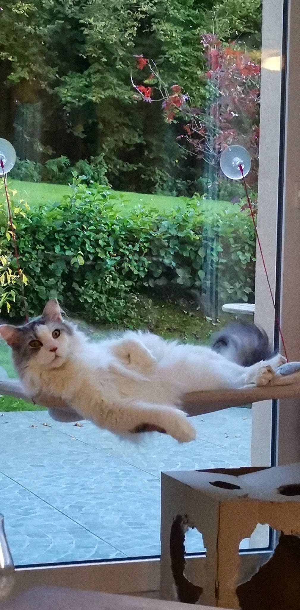 Ottawa a rejoint le concours — aidez-le/la à gagner de superbes lots ! carnivore, cat, domestic_short_haired_cat, fawn, felidae, fur, grass, green, mammal, paw, plant, road_surface, small_to_medium_sized_cats, snapshot, tail, thai, whiskers, wildlife, window, wood