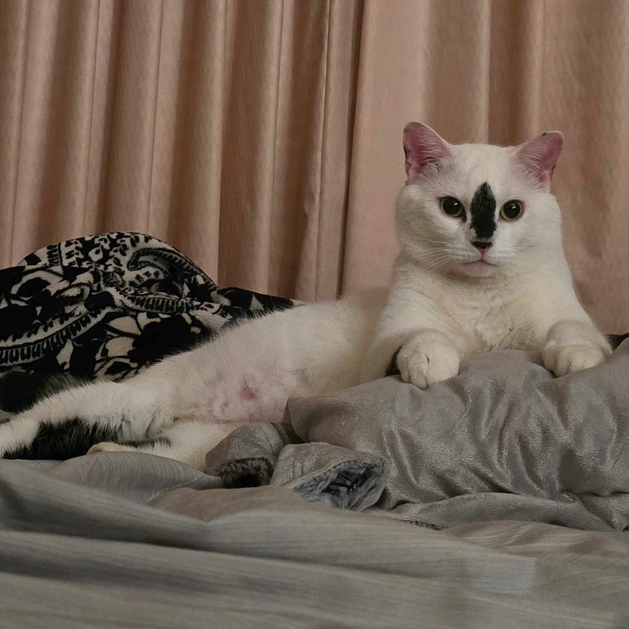 Kitty joined the competition — help win amazing prizes! animal, bed, black_mark, blanket, calm, cat, comfort, cozy, curtains, cute, domestic_cat, feline, fur, indoor, lying_down, pet, relaxed, resting, soft_texture, white_cat