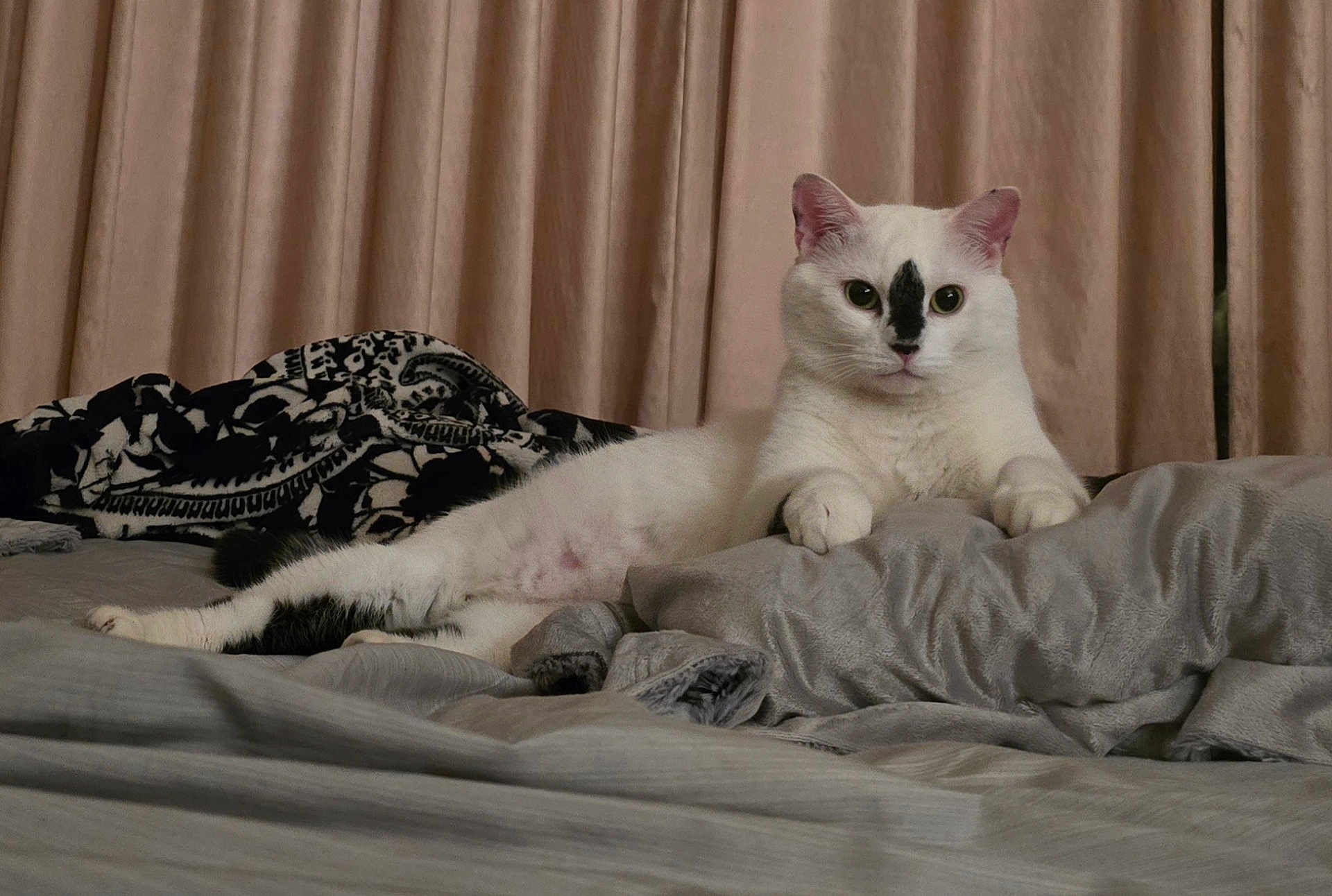 Kitty