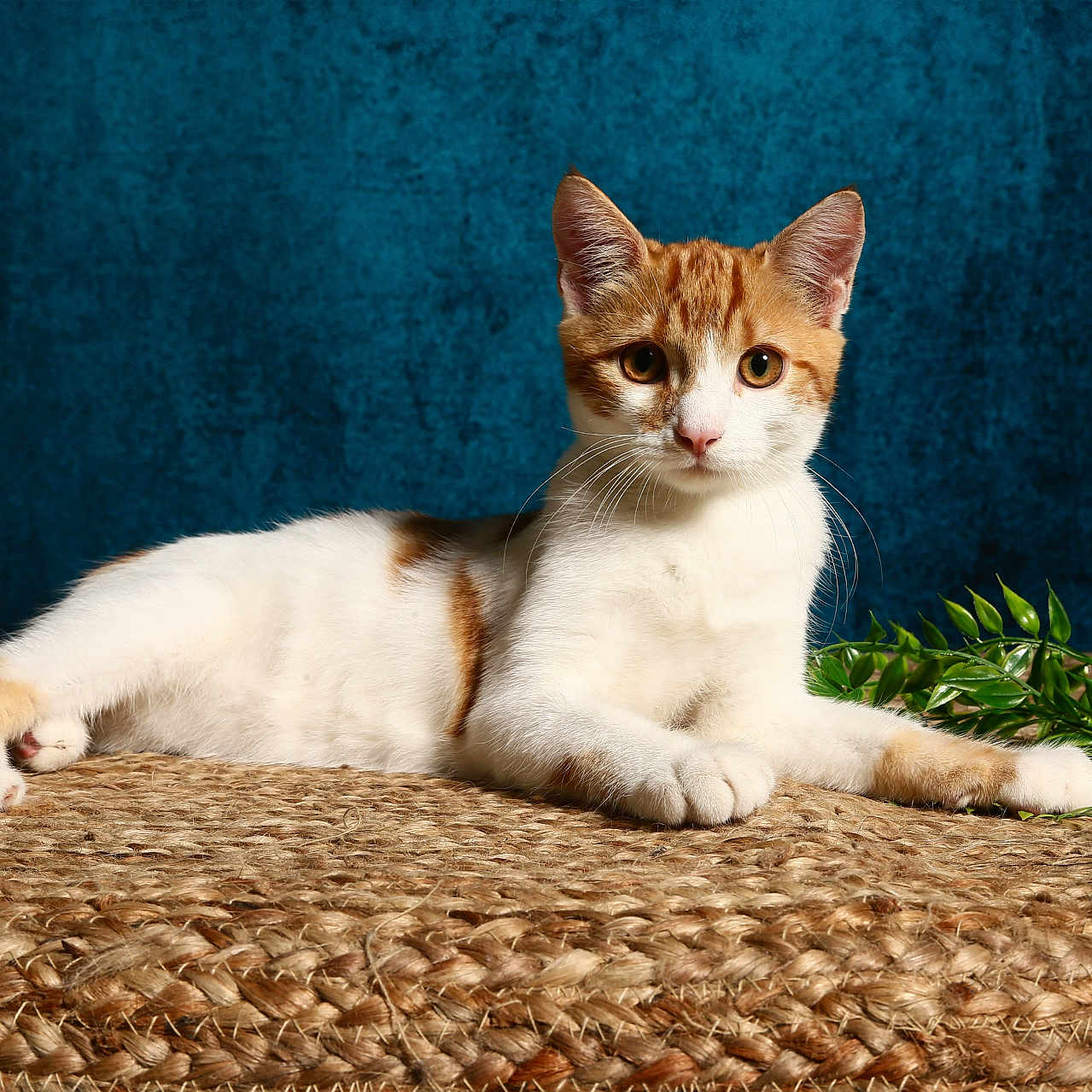 Milo a rejoint le concours — aidez-le/la à gagner de superbes lots ! animal, blue_background, cat, closeup, curious, cute, domestic_cat, ears, feline, fur, green_leaves, indoor, looking_at_camera, lying_down, orange_and_white, pet, portrait, relaxed, whiskers, woven_mat