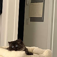 Bear is registered to the contest to win money with this photo: kitten, cat, fluffy, black_fur, blue_eyes, cat_perch, indoor, calendar, wall, door_frame, light_switch, soft_texture, pet, cute, animal, feline, relaxed, home, fur, wide_eyes