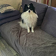 Ulki participe au concours pour gagner de l'argent avec cette photo : animal, black_and_white, blanket, companion, couch, cute, dog, door, fur, furniture, home, indoor, living_room, natural_light, pet, pomeranian, seat, sitting, window, wooden_floor