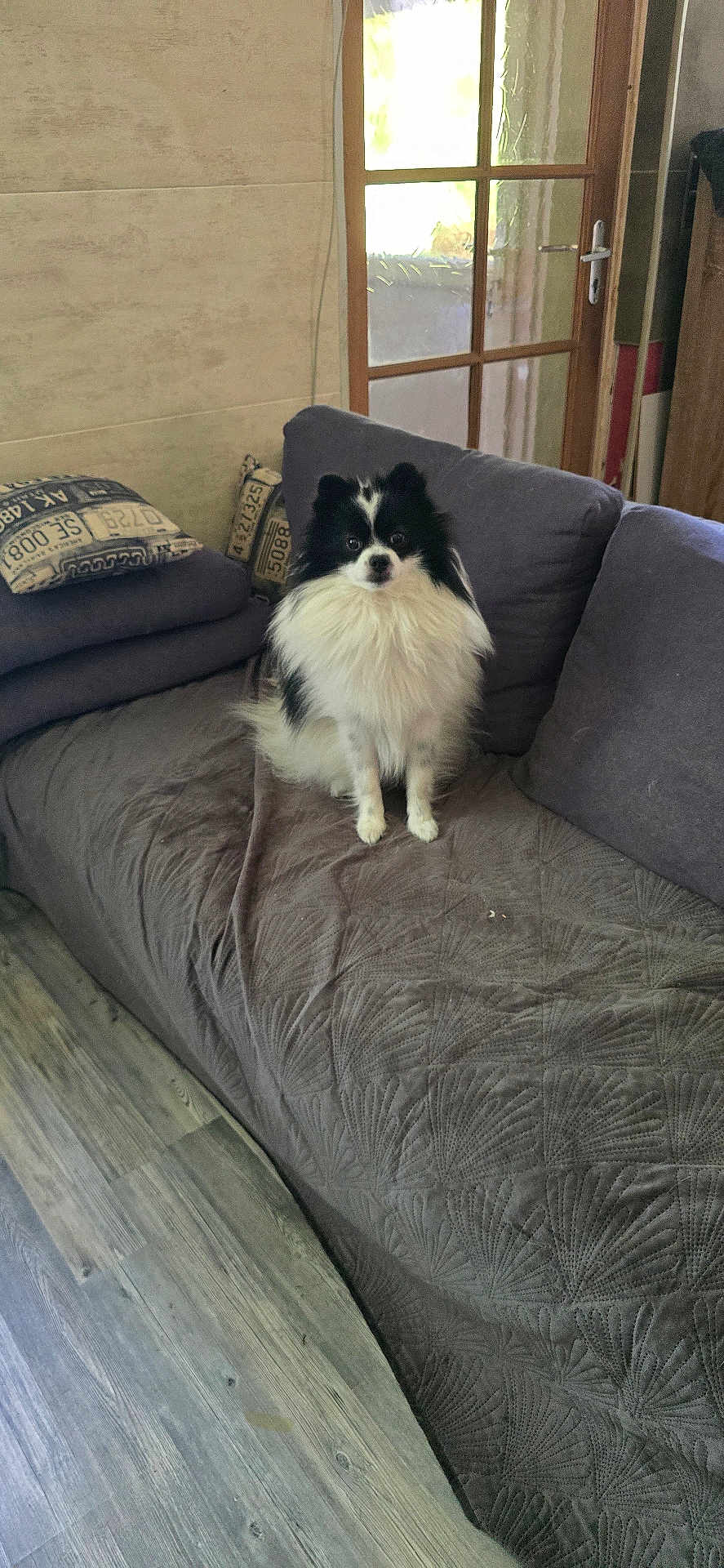 Ulki participe au concours pour gagner de l'argent avec cette photo : animal, black_and_white, blanket, companion, couch, cute, dog, door, fur, furniture, home, indoor, living_room, natural_light, pet, pomeranian, seat, sitting, window, wooden_floor