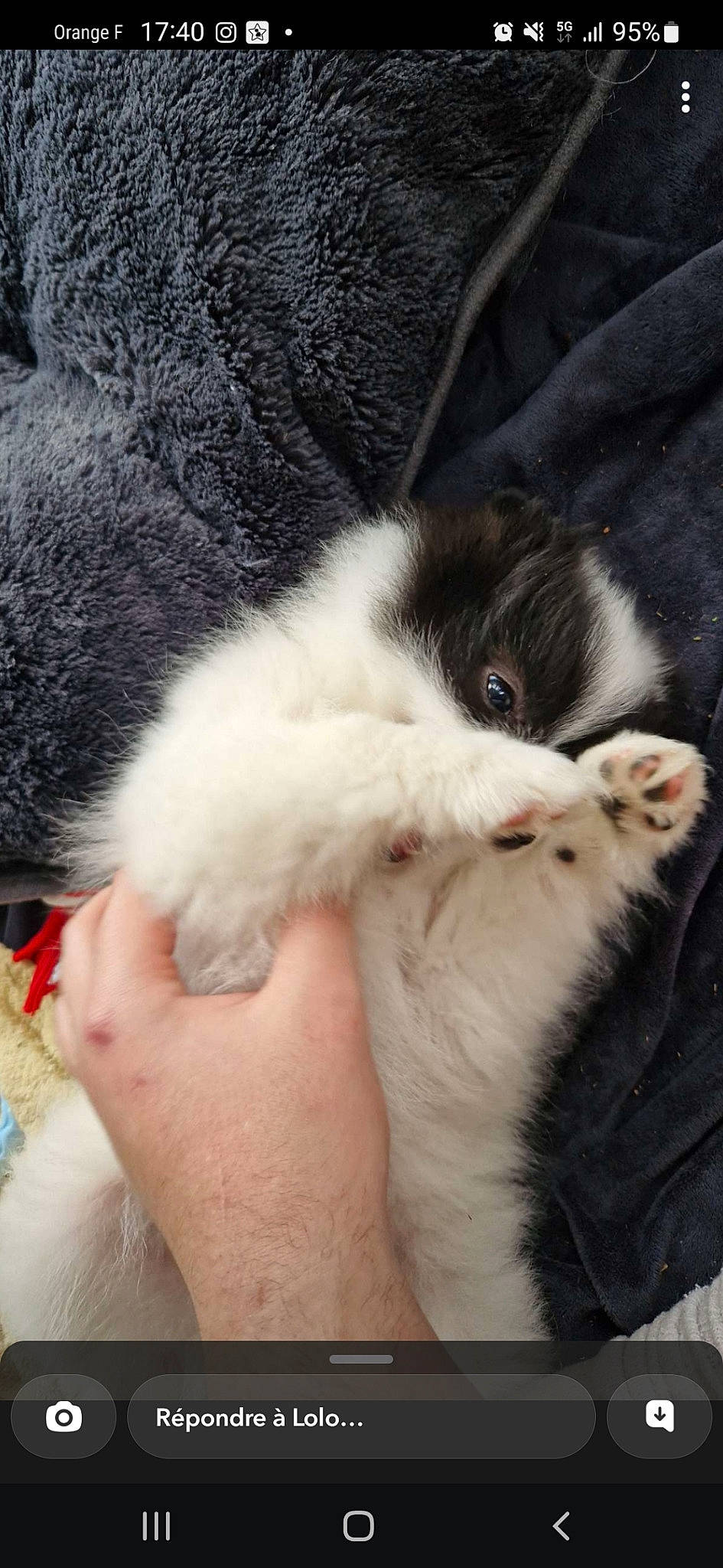 Ulky a rejoint le concours — aidez-le/la à gagner de superbes lots ! canidae, carnivore, cat, claw, comfort, dog_breed, domestic_short_haired_cat, felidae, foot, fur, human_leg, nail, nap, paw, small_to_medium_sized_cats, sporting_group, tail, whiskers