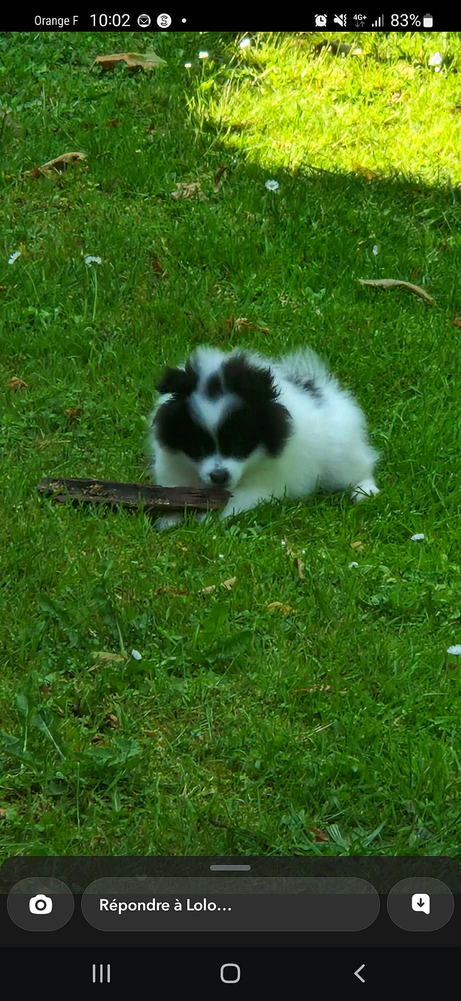 Ulky a rejoint le concours — aidez-le/la à gagner de superbes lots ! canidae, carnivore, companion_dog, dog, dog_breed, grass, grass_family, grassland, groundcover, herding_dog, lawn, non_sporting_group, pasture, plant, sporting_group, tail, terrestrial_animal, toy_dog, working_animal, working_dog