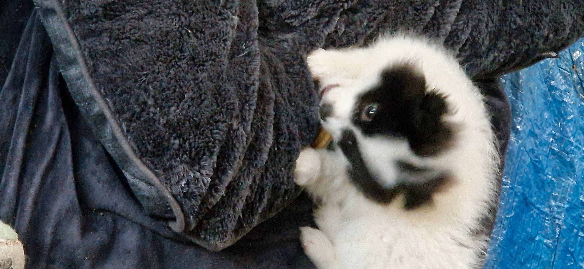 Ulky participe au concours pour gagner de l'argent avec cette photo : canidae, carnivore, companion_dog, dog_breed, fawn, felidae, fur, lemur, primate, snout, sporting_group, terrestrial_animal, whiskers, wildlife