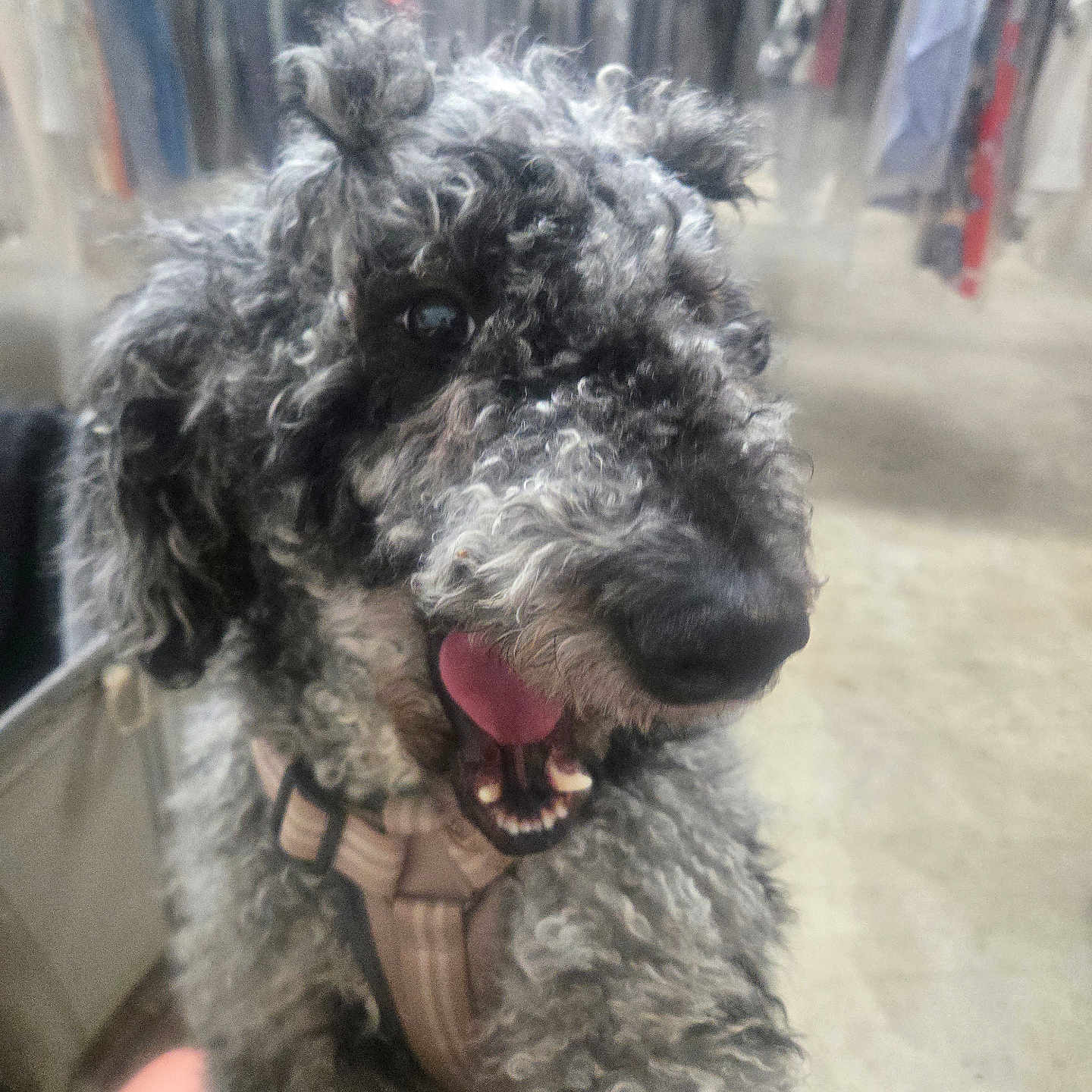 Lottie Lu joined the competition — help win amazing prizes! animal, blurry_background, closet, closeup, clothing, companion, curly_coat, dog, floor, fluffy, gray_fur, happy, harness, indoor, open_mouth, pet, playful, portrait, teeth, tongue