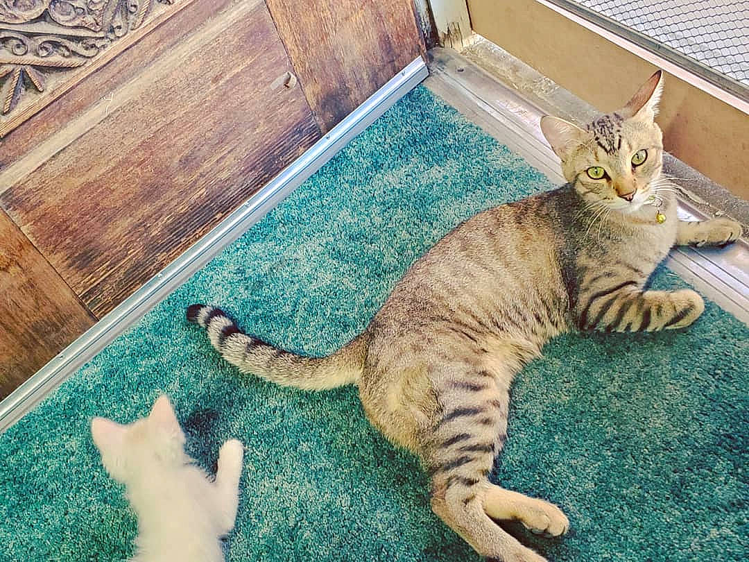 Dori joined the competition — help win amazing prizes! asian, australian_mist, california_spangled, carnivore, cat, domestic_short_haired_cat, dragon_li, egyptian_mau, european_shorthair, felidae, kitten, mammal, ocicat, pixie_bob, small_to_medium_sized_cats, tabby_cat, tail, toyger, vertebrate, whiskers