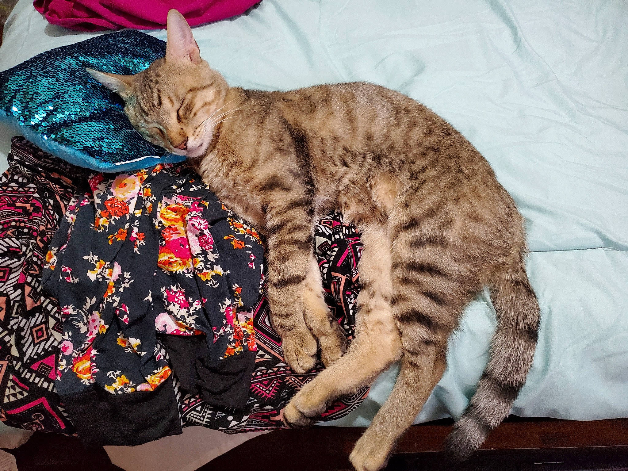 Dori joined the competition — help win amazing prizes! arabian_mau, asian, california_spangled, carnivore, cat, dragon_li, egyptian_mau, european_shorthair, felidae, fur, kitten, mammal, ocicat, savannah, small_to_medium_sized_cats, tabby_cat, tail, textile, toyger, whiskers