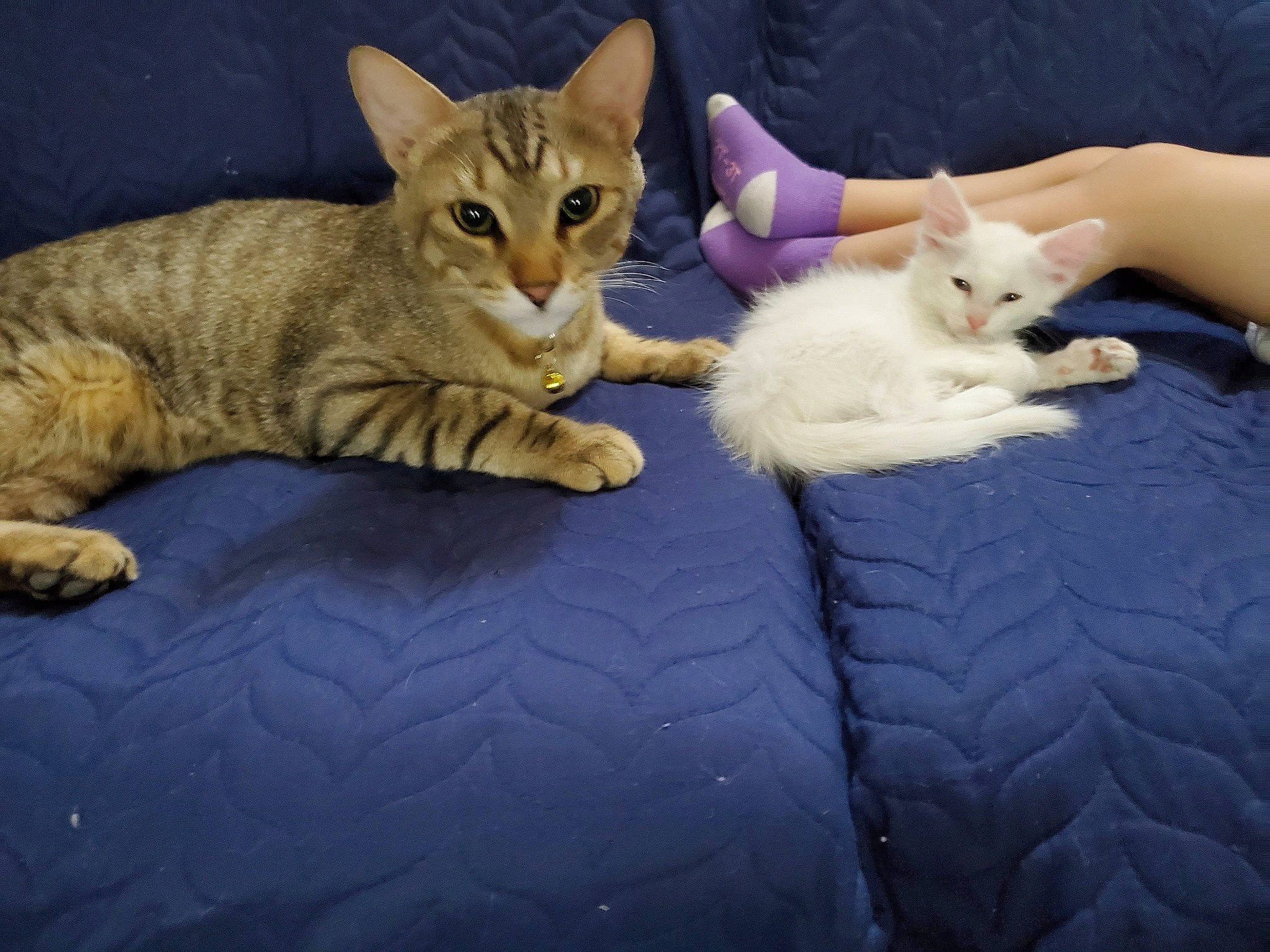 Dori joined the competition — help win amazing prizes! aegean_cat, arabian_mau, asian, australian_mist, burmilla, carnivore, cat, colorpoint_shorthair, cornish_rex, devon_rex, domestic_short_haired_cat, european_shorthair, felidae, german_rex, kitten, mammal, oriental_longhair, small_to_medium_sized_cats, vertebrate, whiskers