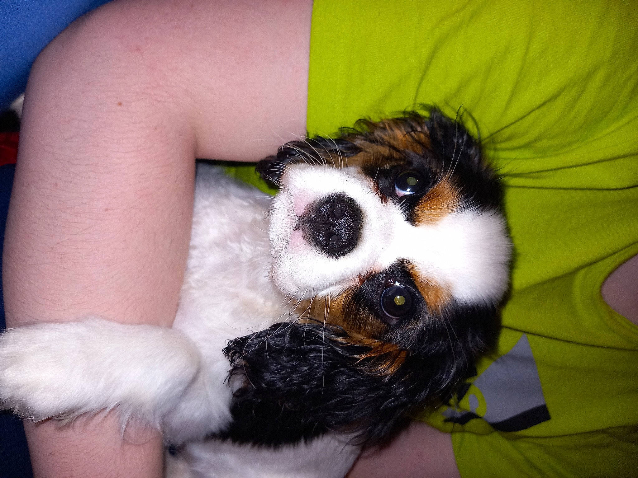 Tessa a rejoint le concours — aidez-le/la à gagner de superbes lots ! canidae, carnivore, claw, companion_dog, dog, dog_breed, elbow, fawn, felidae, fur, guinea_pig, human_leg, paw, snout, sporting_group, terrestrial_animal, thigh, toy, toy_dog, whiskers