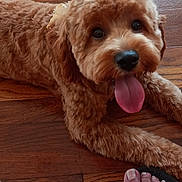 Swindel is registered to the contest to win money with this photo: dog, puppy, curly_fur, brown_fur, fluffy, tongue, panting, lying_down, hardwood_floor, indoor, portrait, pet, cute, happy, close_up, front_view, paws, sandals, human_feet, home