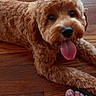 dog, puppy, curly_fur, brown_fur, fluffy, tongue, panting, lying_down, hardwood_floor, indoor, portrait, pet, cute, happy, close_up, front_view, paws, sandals, human_feet, home