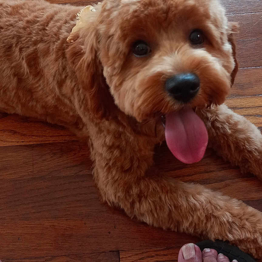 Swindel is registered to the contest to win money with this photo: dog, puppy, curly_fur, brown_fur, fluffy, tongue, panting, lying_down, hardwood_floor, indoor, portrait, pet, cute, happy, close_up, front_view, paws, sandals, human_feet, home