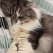 Hydromel participe au concours pour gagner de l'argent avec cette photo : animal, bed, blanket, calm, cat, closeup, cozy, cute, domestic, fluffy, fur, gray, indoor, paw, pet, relaxed, resting, sleeping, whiskers, white