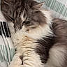 animal, bed, blanket, calm, cat, closeup, cozy, cute, domestic, fluffy, fur, gray, indoor, paw, pet, relaxed, resting, sleeping, whiskers, white