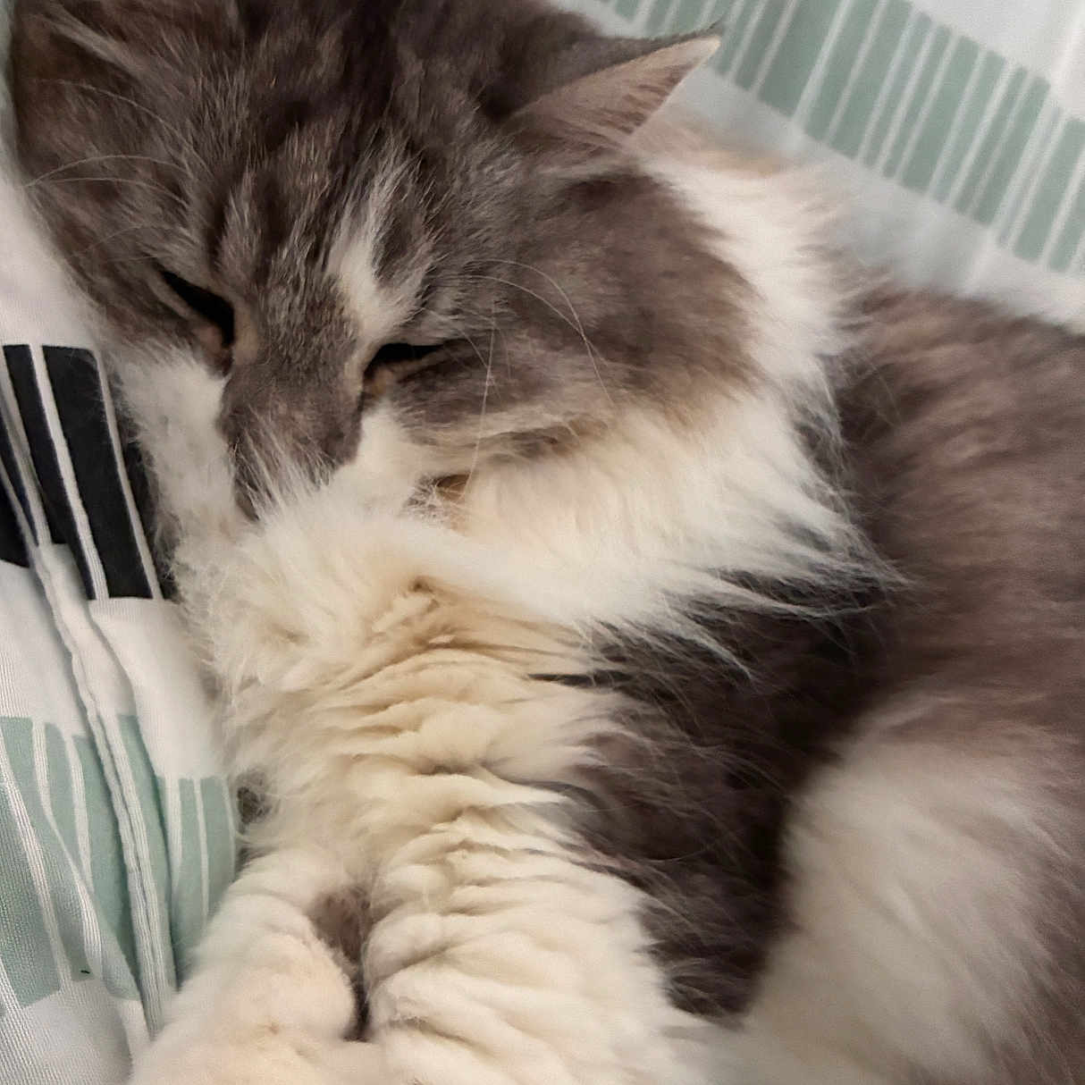 Hydromel participe au concours pour gagner de l'argent avec cette photo : animal, bed, blanket, calm, cat, closeup, cozy, cute, domestic, fluffy, fur, gray, indoor, paw, pet, relaxed, resting, sleeping, whiskers, white