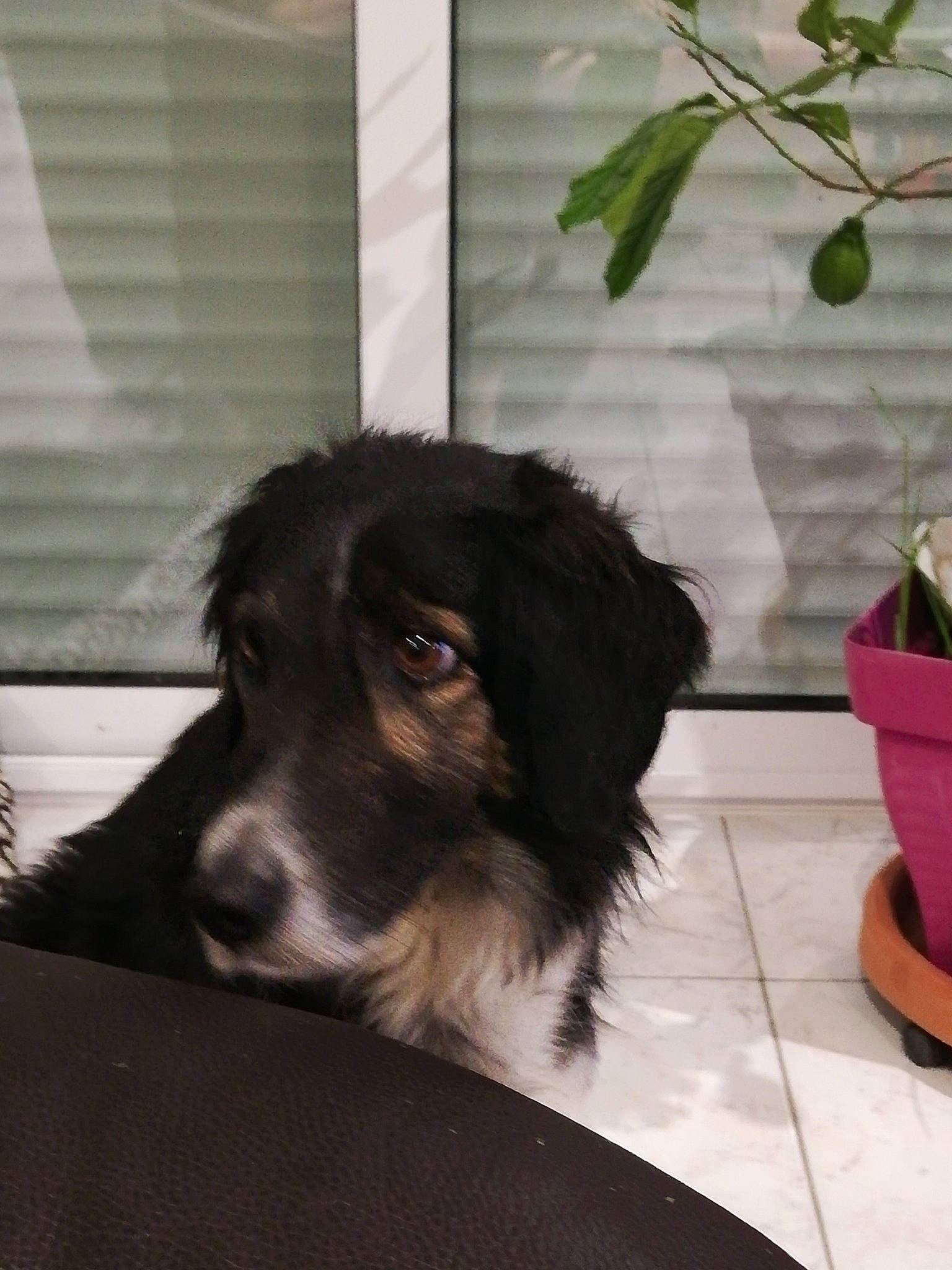 Lisa participe au concours pour gagner de l'argent avec cette photo : border_collie, canidae, carnivore, companion_dog, dog, dog_breed, floor, flooring, flowerpot, fur, herding_dog, houseplant, plant, snout, spaniel, sporting_group, terrier, tints_and_shades, whiskers, working_animal