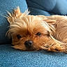 dog, small_dog, fluffy, resting, lying_down, close_up, blue_couch, texture, pet, fur, relaxed, sleepy, indoor, cozy, cute, animal, companion, portrait, home, soft