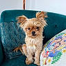 dog, small_dog, puppy, fluffy, ears, teal_couch, decorative_pillow, colorful_pillow, cartoon_pillow, indoor, pet, cute, fur, sitting, looking_at_camera, home, cozy, animal, companion, adorable