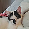 Cookie participe au concours pour gagner de l'argent avec cette photo : cat, kitten, black_and_white, pet, animal, face, eyes, ears, whiskers, fur, portrait, close_up, bed, blanket, pillow, bedroom, indoor, relaxed, sleepy, cute