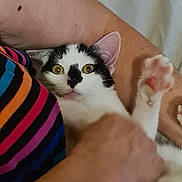 Cookie a rejoint le concours — aidez-le/la à gagner de superbes lots ! cat, kitten, black_and_white, pet, animal, portrait, close_up, wide_eyed, yellow_eyes, whiskers, ears, fur, cuddling, hugging, human, arm, striped_clothing, indoor, cozy, cute