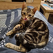 Tiny a rejoint le concours — aidez-le/la à gagner de superbes lots ! cat, kitten, tabby, striped_fur, tongue_out, pet, animal, lying_down, bed, bedspread, indoor, home, cozy, portrait, close_up, whiskers, ears, eyes, tail, funny