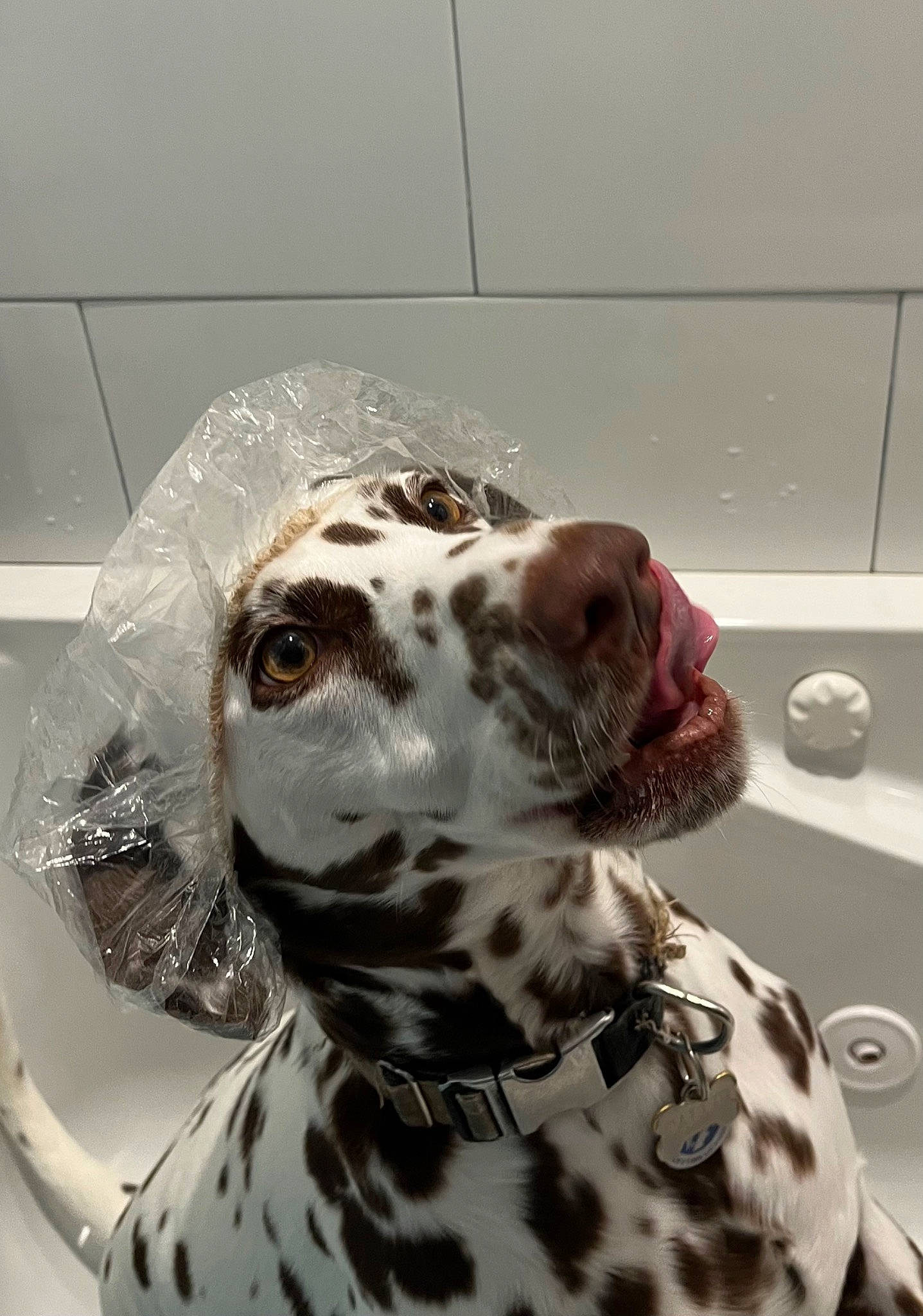 Callie joined the competition — help win amazing prizes! canidae, carnivore, companion_dog, dalmatian, dog, dog_breed, dog_supply, fawn, fur, non_sporting_group, pet_supply, snout, sporting_group, terrestrial_animal, throat, whiskers, working_animal
