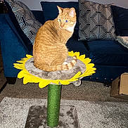 Blondie is registered to the contest to win money with this photo: cat, orange_tabby, cat_perch, sunflower_design, couch, pillow, patterned_pillow, carpet, indoor, pet, furniture, living_room, domestic_cat, curious, sitting, orange_fur, white_fur, tail, cozy, home