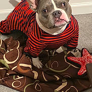 Dozer is registered to the contest to win money with this photo: black, blanket, bulldog, canine, carpet, clothing, dog, ears, eyes, face, funny, indoors, pet, plush_toy, portrait, red, short_snout, sitting, starfish_toy, striped_shirt