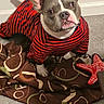 black, blanket, bulldog, canine, carpet, clothing, dog, ears, eyes, face, funny, indoors, pet, plush_toy, portrait, red, short_snout, sitting, starfish_toy, striped_shirt