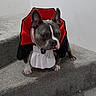 Dozer joined the competition — help win amazing prizes! animal, black, cape, carpet, collar, costume, dog, dracula, ears, face, french_bulldog, indoors, pet, portrait, red, ruff, sitting, stairs, vampire, white