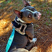 Dozer is registered to the contest to win money with this photo: dog, pet, animal, outdoor, leash, harness, pine_needles, brown_fur, white_markings, ears, sitting, looking_back, curious, nature, sunlight, daylight, closeup, canine, companion, adventure