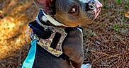 Dozer is registered to the contest to win money with this photo: adventure, animal, brown_fur, canine, closeup, companion, curious, daylight, dog, ears, harness, leash, looking_back, nature, outdoor, pet, pine_needles, sitting, sunlight, white_markings
