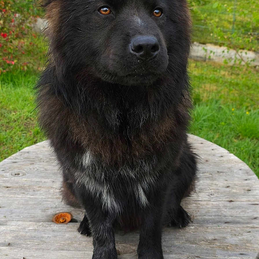 Mango participe au concours pour gagner de l'argent avec cette photo : animal, canine, chow, dog, furniture, grass, husky, nature, outdoors, park, path, pet, plant, puppy, table, tree, treestump, walkway, whitedog, wood