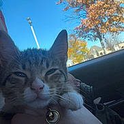Hazel joined the competition — help win amazing prizes! cat, kitten, tabby, pet, animal, collar, bell, hand, car, window, sky, tree, autumn, leaves, outdoor, nature, daylight, closeup, portrait, cute
