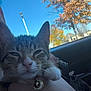 cat, kitten, tabby, pet, animal, collar, bell, hand, car, window, sky, tree, autumn, leaves, outdoor, nature, daylight, closeup, portrait, cute
