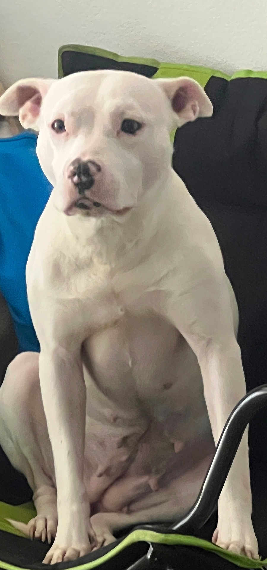 Ivory joined the competition — help win amazing prizes! dog, white_dog, sitting, chair, indoor, pet, canine, portrait, animal, ears, snout, paw, nails, cushion, furniture, relaxed, looking, domestic_animal, companion, friendly